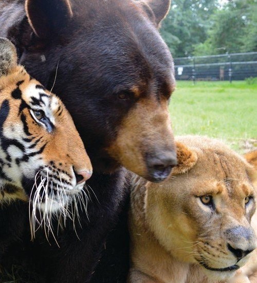 Noah's Ark Animal Sanctuary